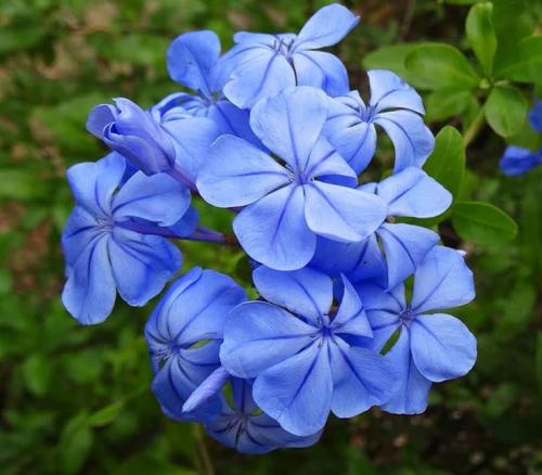 Fleurs cultivées : Plumbago