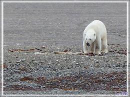 Dernière série avec cet ours on ne peut plus photogénique ! (Polar bear) - Creswell Bay - Somerset Island - Nunavut - Canada
