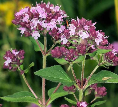 Fleurs cultivées : Marjolaine