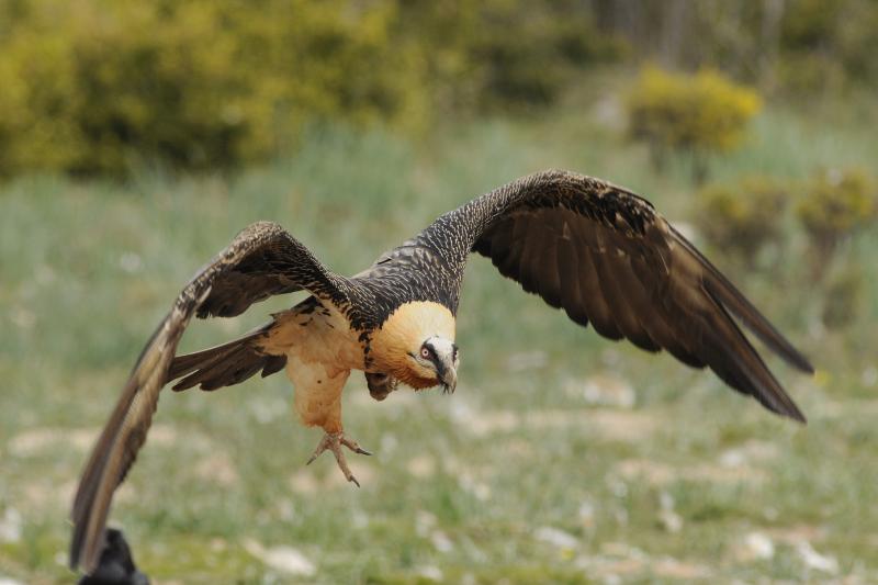 Réintroduction du Gypaète barbu dans les Grands Causses (Image Web)