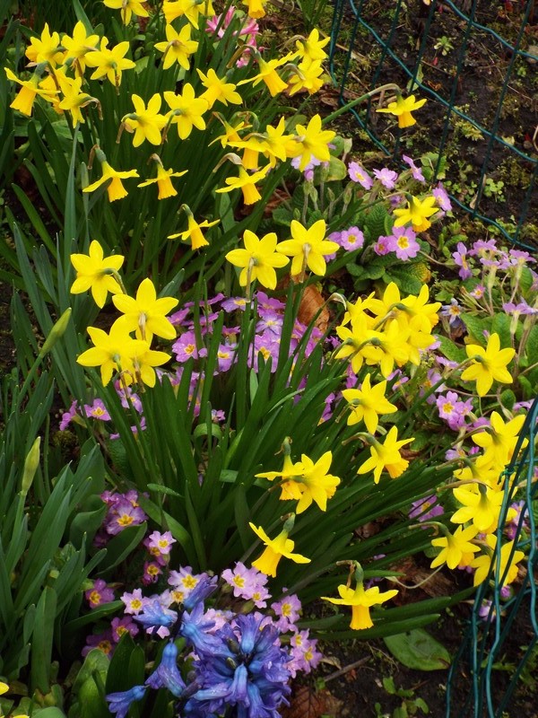 jonquilles