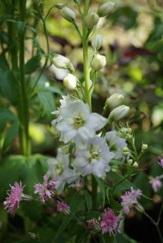 Joli delphinium