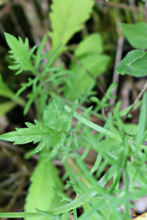 Fleurs cultivées : Scabieuse