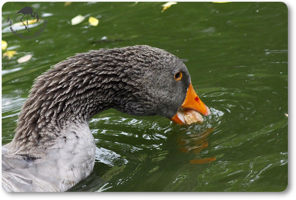 Oie domestique...