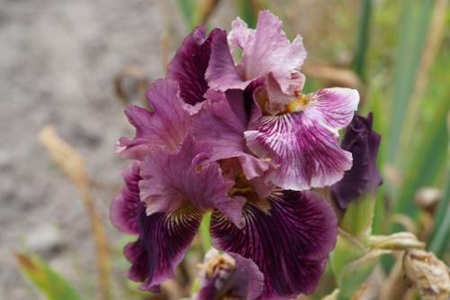 Les iris de Bourdillon