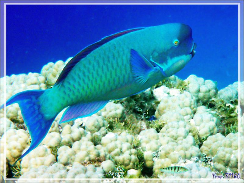 Poisson-perroquet grand bleu, Steephead parrotfish (Chlorurus microrhinos) forme mâle - Atoll de Fakarava - Tuamotu - Polynésie française