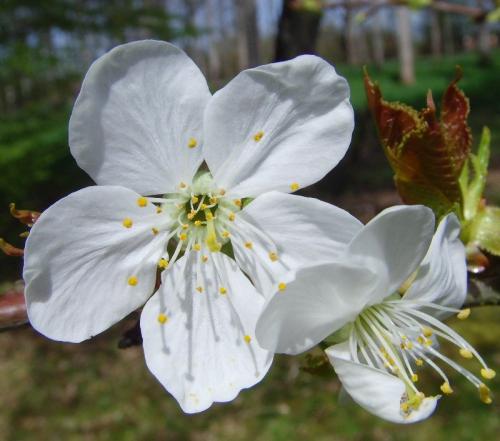 Arbre fruitier : Cerisier