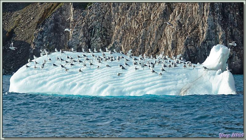 Sous-marin polaire et avec tout son équipage ailé sur le pont - Coburg Island - Baffin Bay - Nunavut - Canada