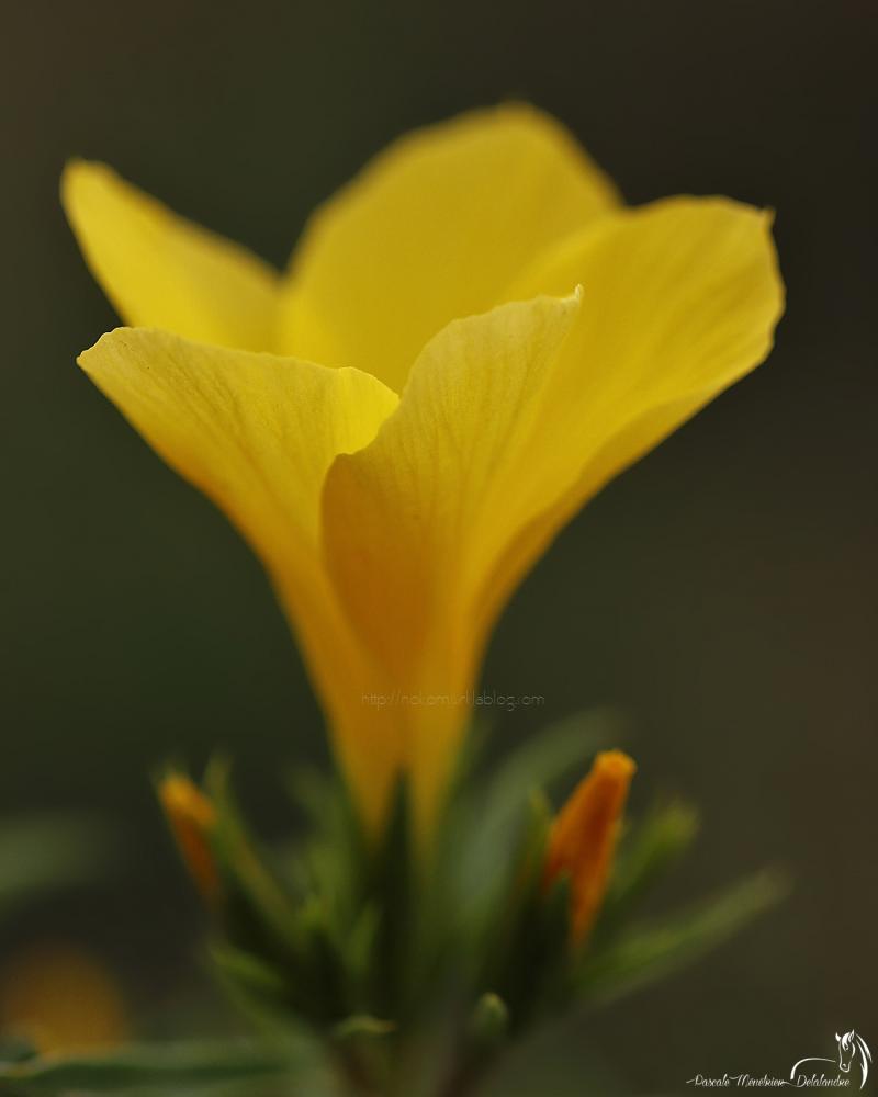 Lin jaune - Linum flavum