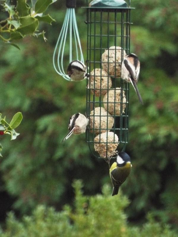 Les oiseaux à la mauvaise saison ...