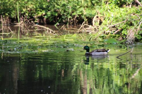 en balade au bord de l'Essonne