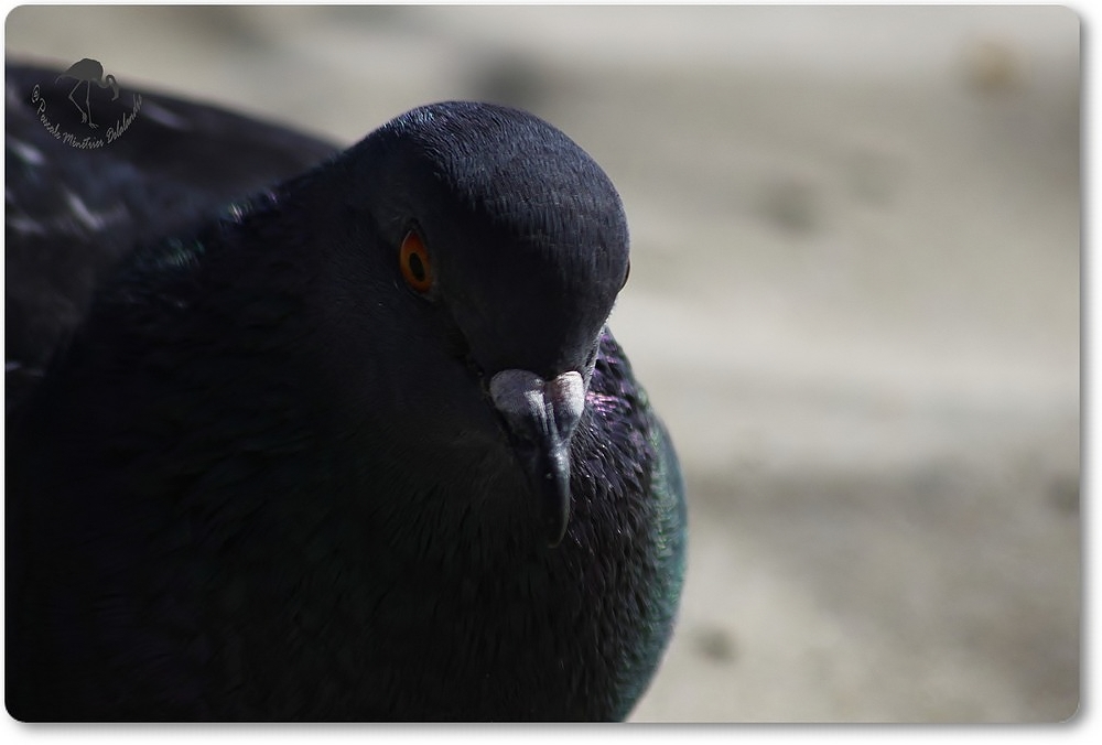 Pigeon Biset...