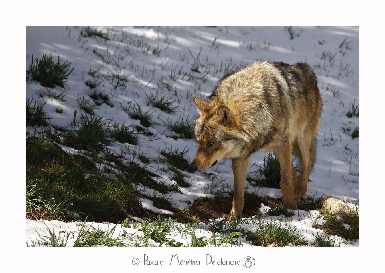 Loup - Son incroyable beauté.