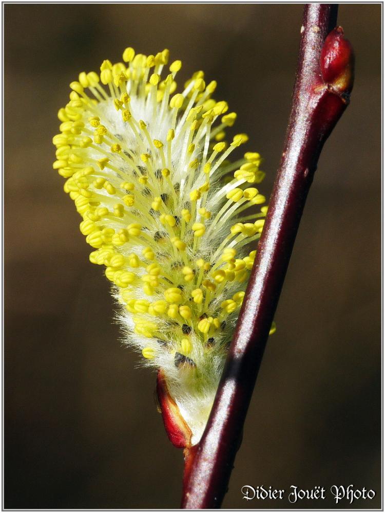 Saule Marsault (1) - Salix caprea