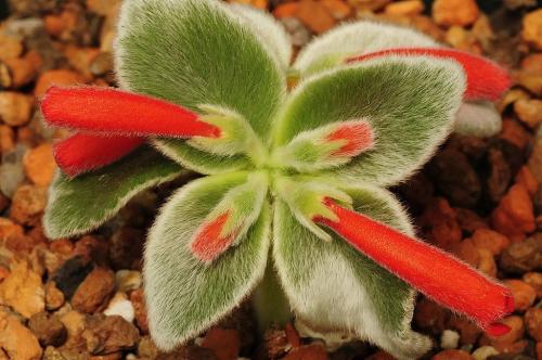 Fleurs cultivées :  Sinningia leucotricha 