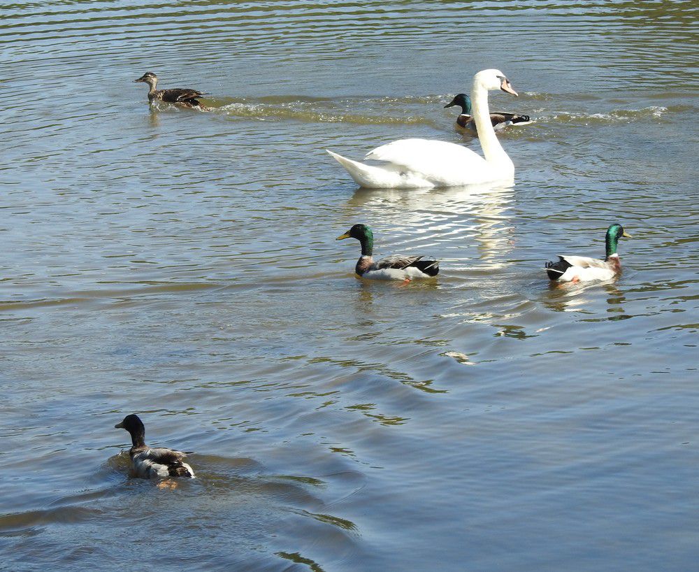Viol d'une petite cane...