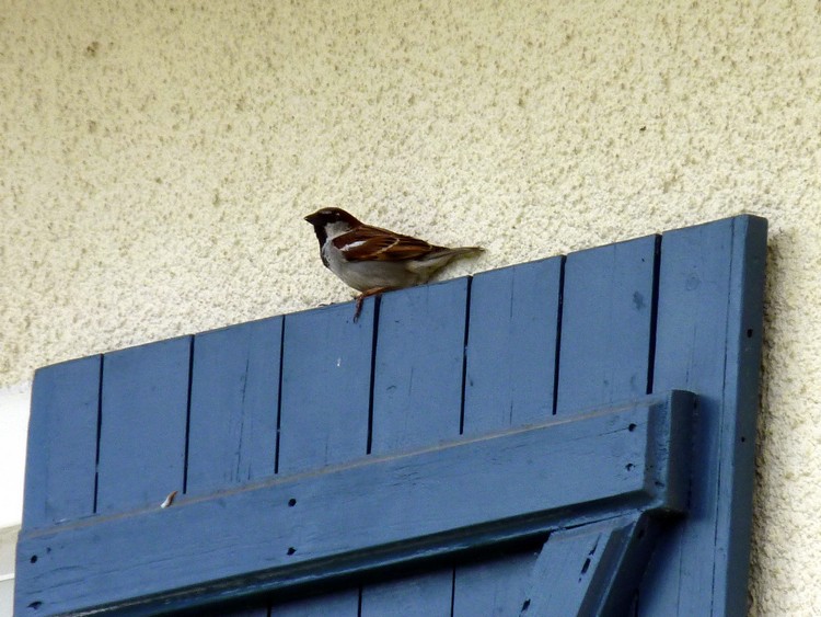 Moineau domestique