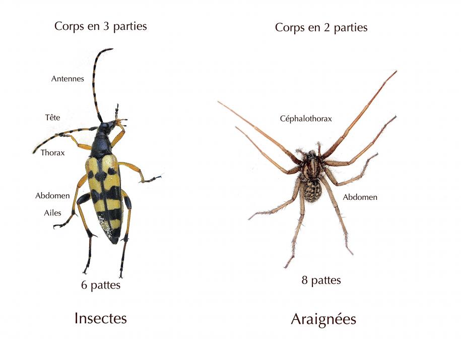 Hôtes discrets de nos jardins