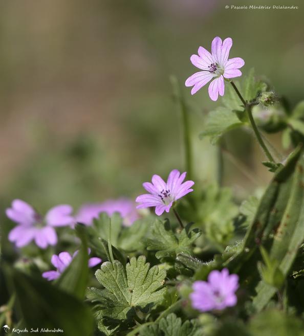 Géranium sauvage