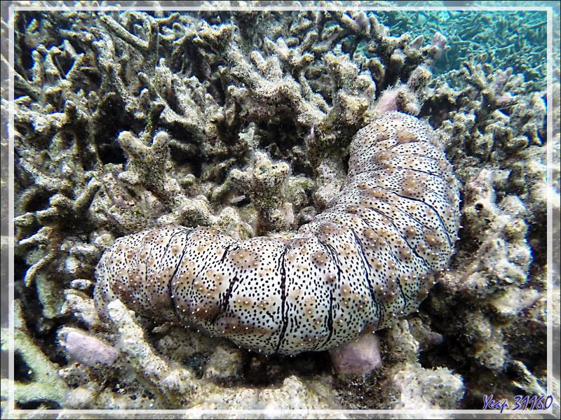 Snorkeling : Holothurie rayée, Holothurie tiretée, Striated sea cucumber, Blackspotted sea cucumber (Pearsonothuria graeffei) - Moofushi - Atoll d'Ari - Maldives
