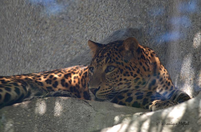 La ménagerie du Jardin des Plantes : Tao, Panthère de Chine 