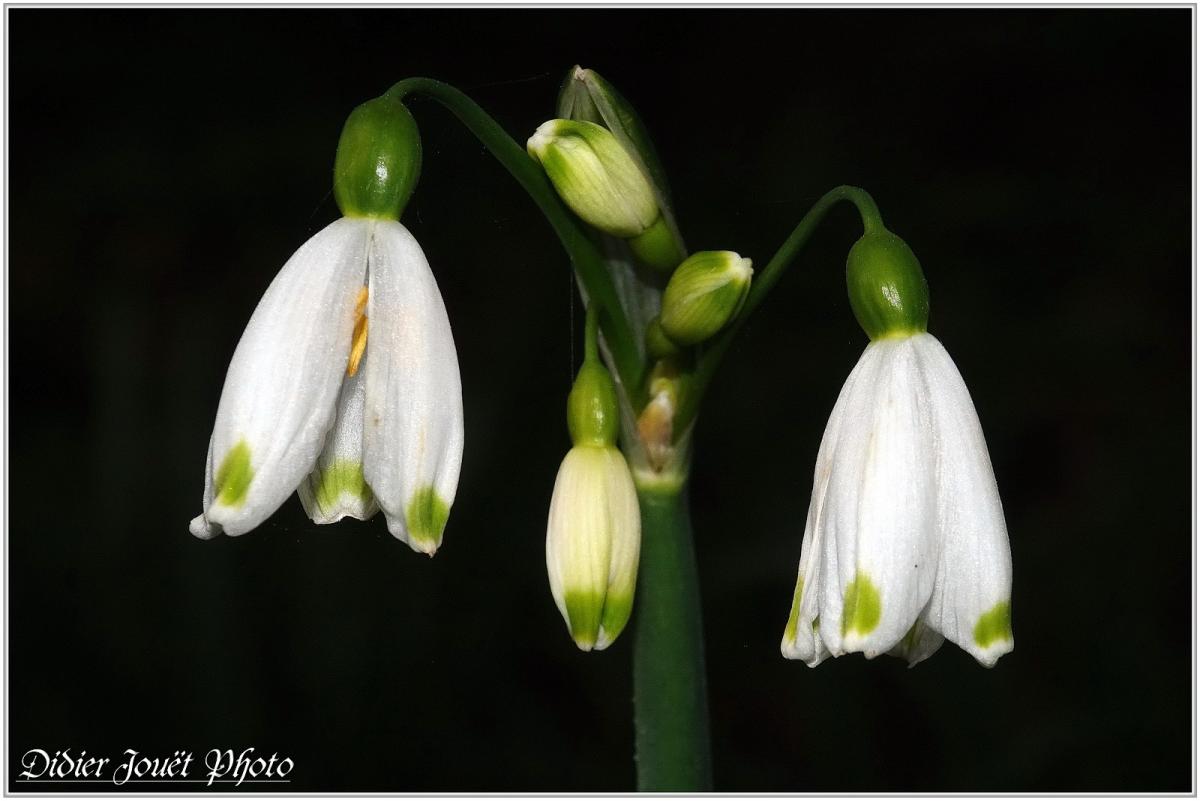 Nivéole de Printemps (2) - Leucojum vernum