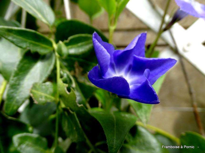 Le printemps au jardin - 2022 - Pervenches