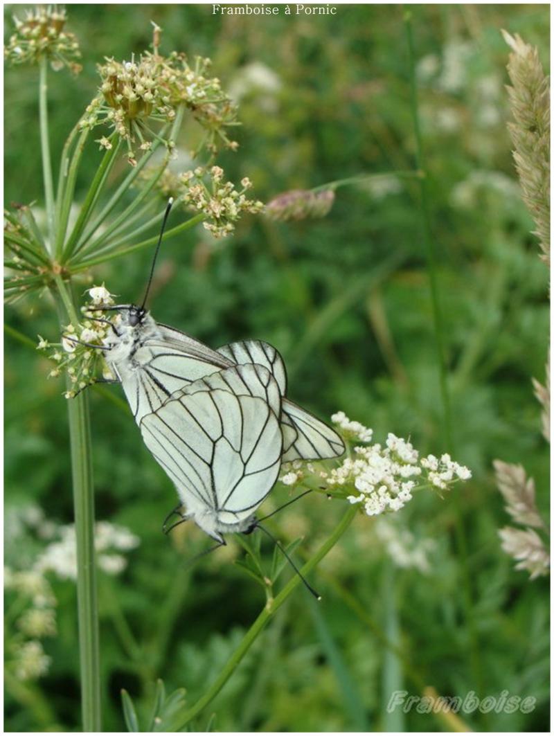 Papillons le Gazé