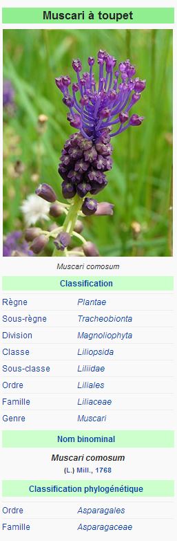 Muscari à toupet -  Muscari comosum Mill.