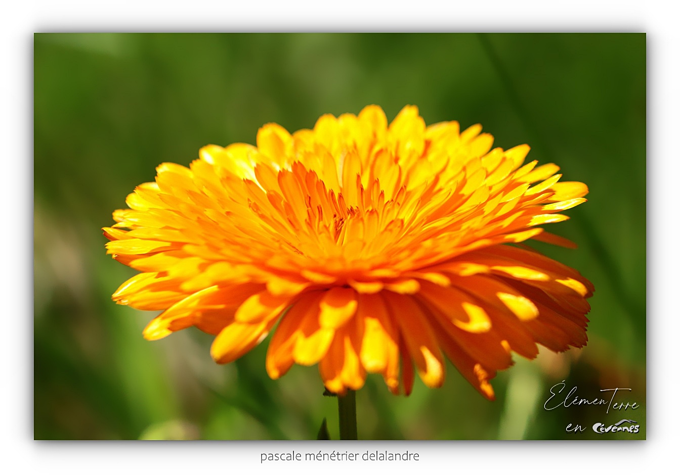 Calendula géant