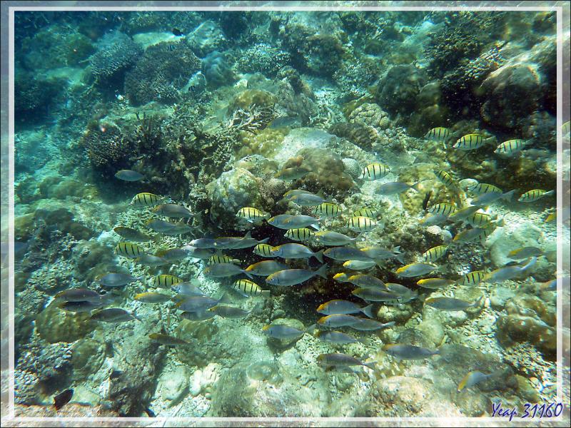 Snorkeling à Nosy Tsarabanjina : Chirurgiens-bagnards accompagnés peut-être de Poissons-lapins - Archipel Mitsio - Madagascar