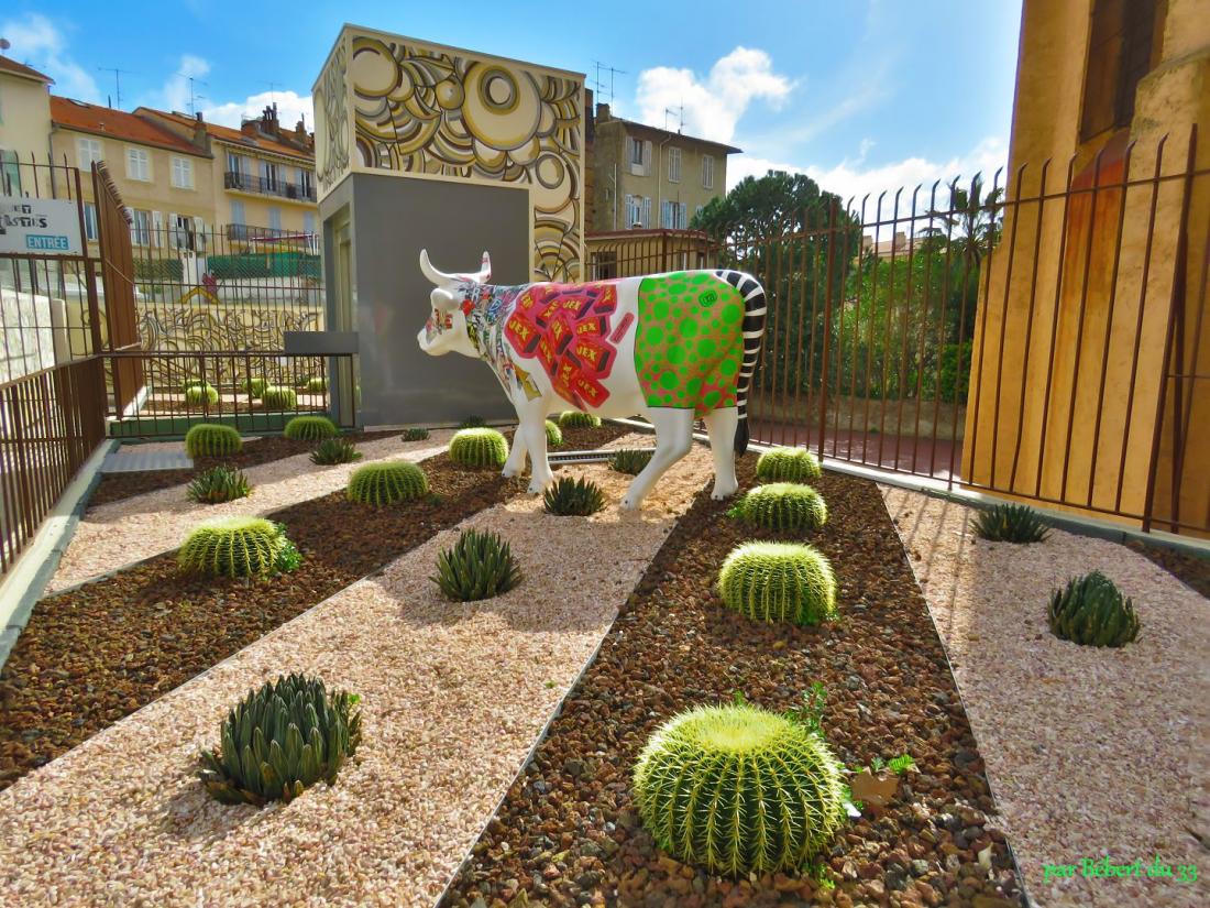 des plantes grasses 