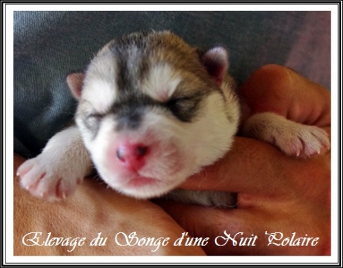 Chiot Husky Femelle 2 (naissance)