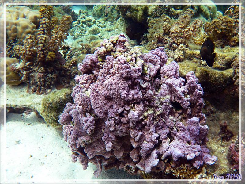 Très beau Corail violet surveillé par deux Demoiselles Grégoire (?) - Jardin de Corail - Motu Tautau - Taha'a - Polynésie française