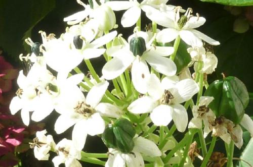 Ma fleur inconnue