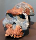 Prémices de l'Humanité en Afrique