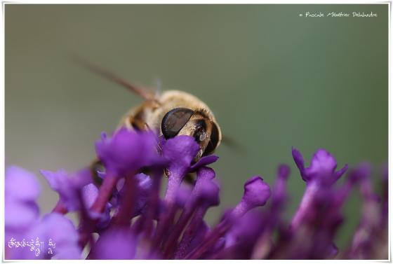 Eristalis tenax - Eristale gluante