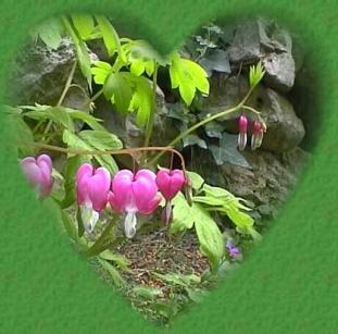 Fleurs.... "pour le plaisir des yeux" ...