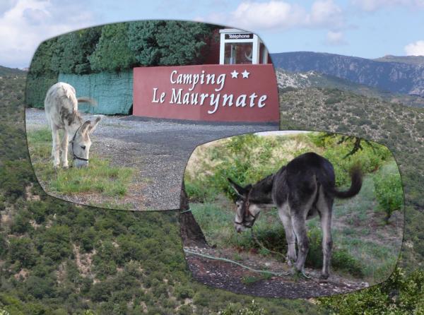 Casimir et Miguel, les ânes qui font étape au camping