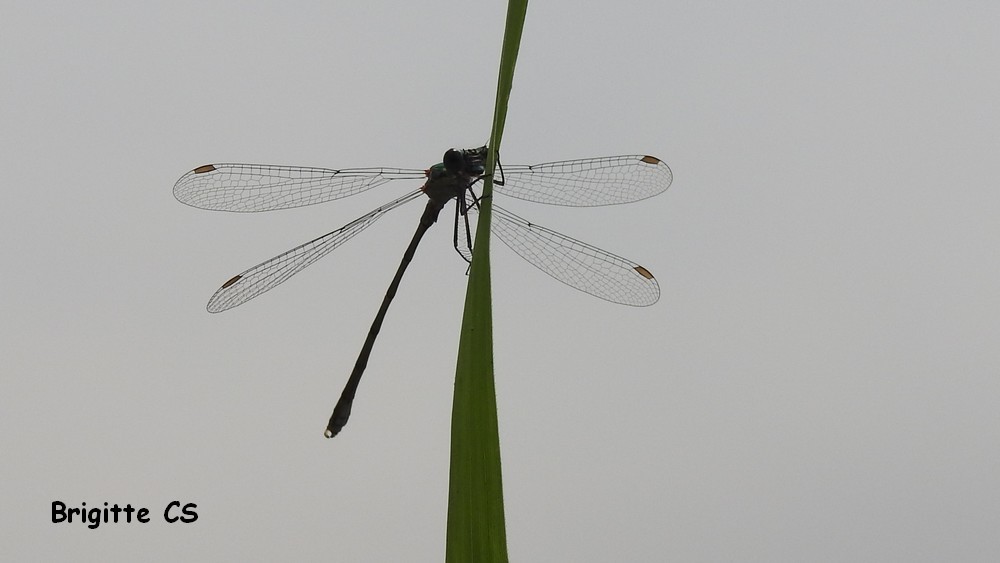 Belle rencontre avec une libellule...