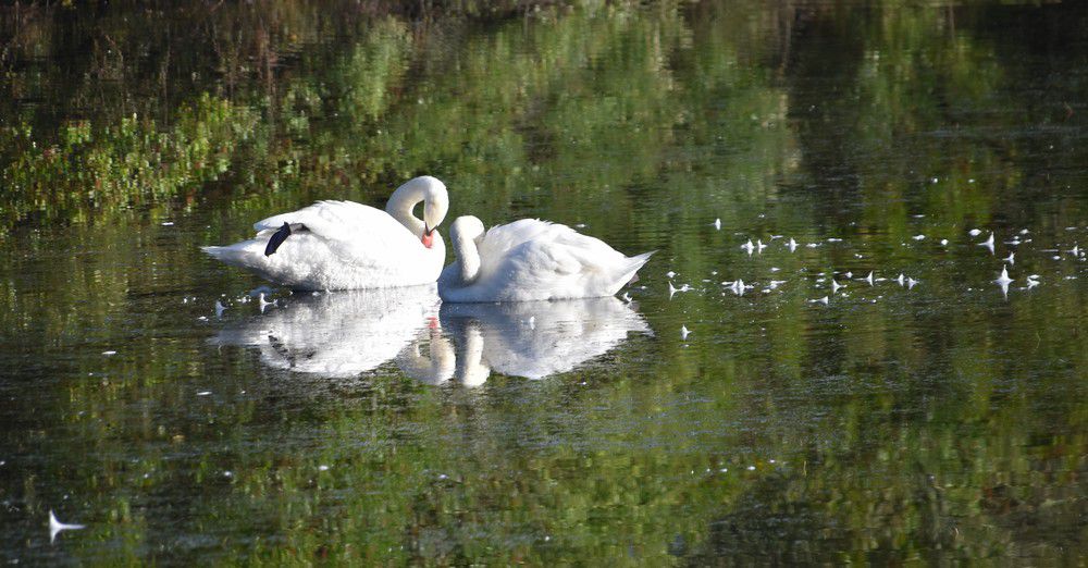 Un couple de cygnes blancs...