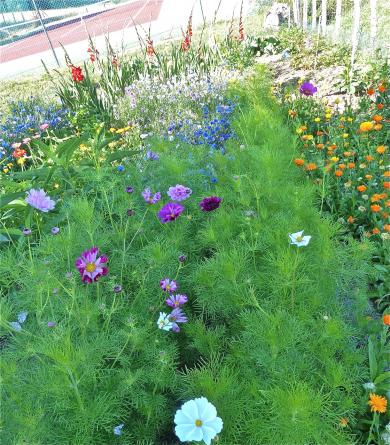 Jardin :