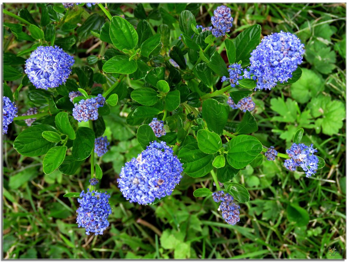 ENTRE  DEUX  AVERSES  AU  JARDIN 