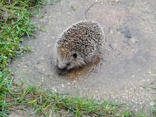 -Le Conservatoire des sites naturels Bourguignons