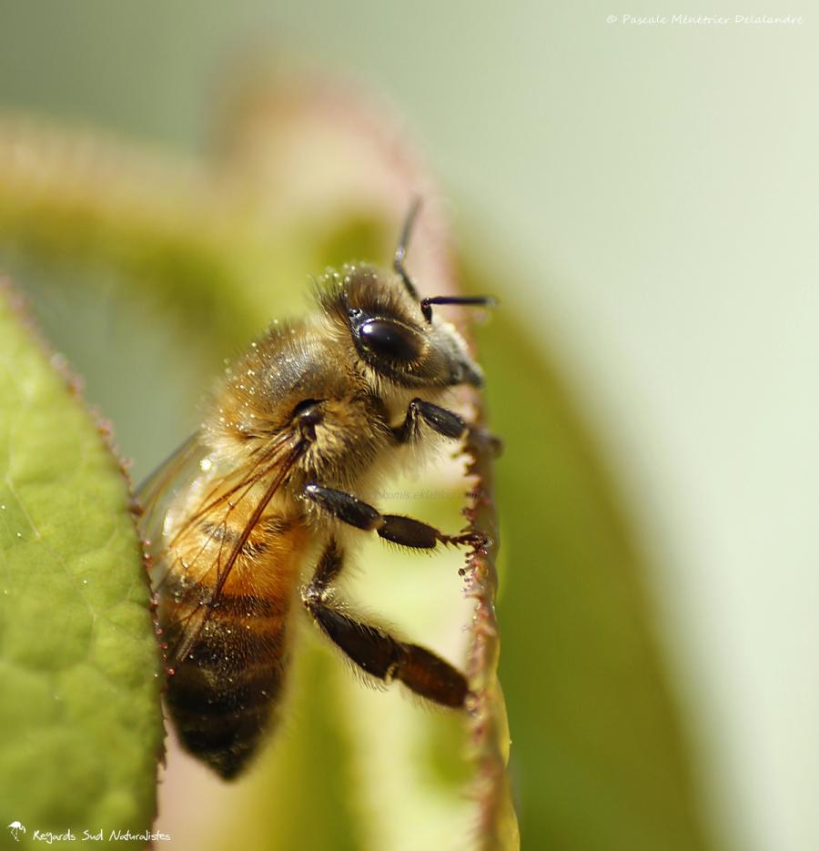 Abeille mellifère ♀