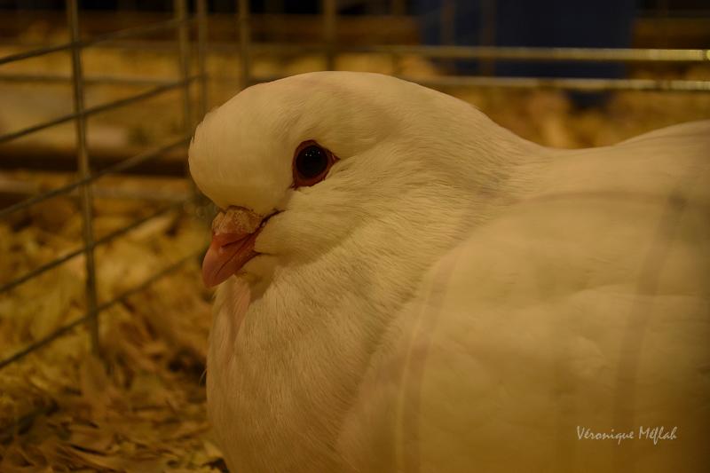 Salon International de l'Agriculture : Les pigeons 