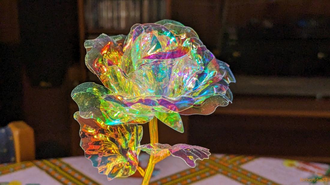 une rose spéciale 