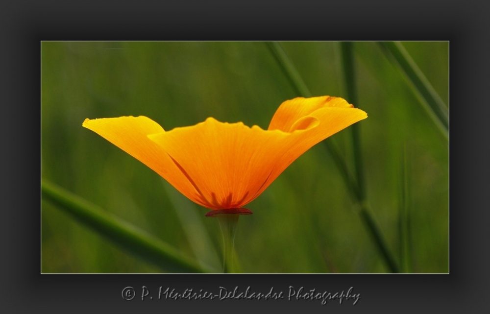Pavots Californiens...