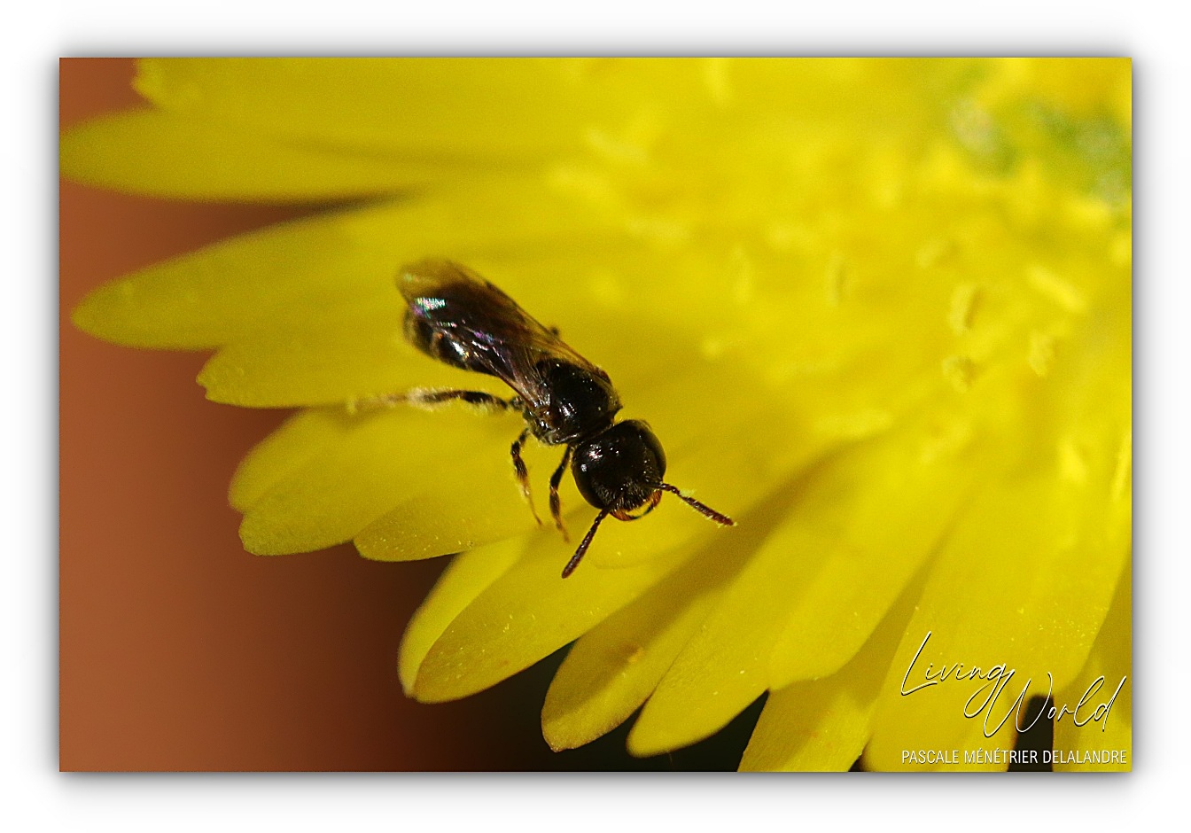 Petit peuple de l'herbe...