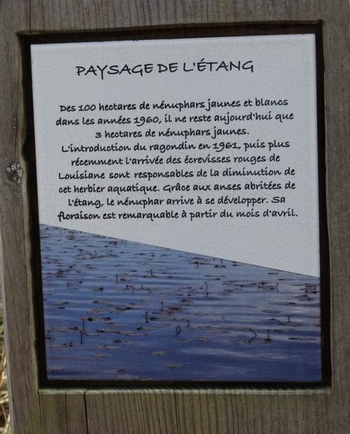 Les kaléïdoscopes du lac de Léon (1/3)...